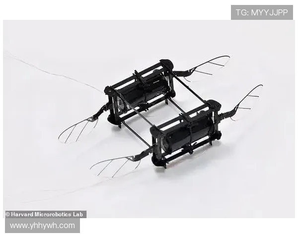 上海极限运动队如何引领节奏革新与未来发展趋势探索